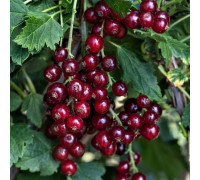 Роднеус смородина червона пізня