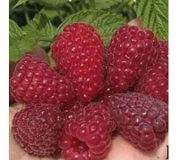 Саженцы малины ремонтантной Марастар