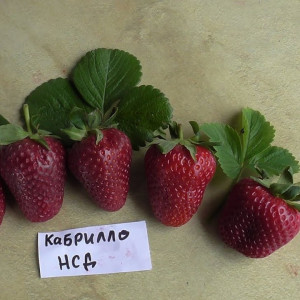 Кабрілло - полуниці ремонтантної