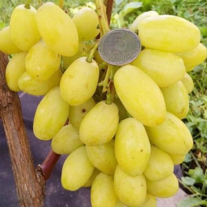 Саджанці винограду Бананас