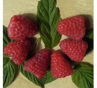 Прималба – малина ремонтантная Прималба – малина ремонтантная