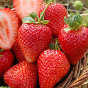 Гранд Роса - полуниця середнього терміну