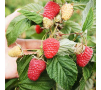 Полонез - малина ремонтантная