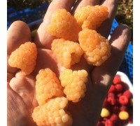 Малина жовта Аміра