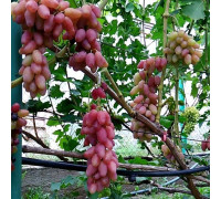 Виноград розовый Экскалибур