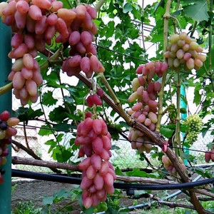 Виноград розовый Экскалибур