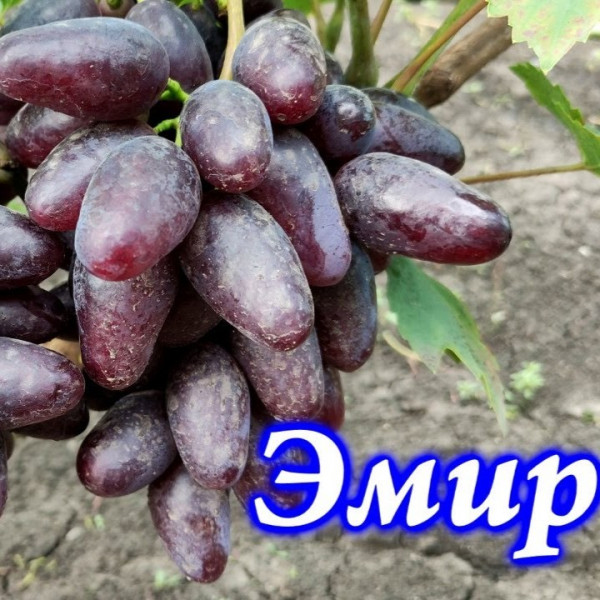 Виноград столовый Эмир