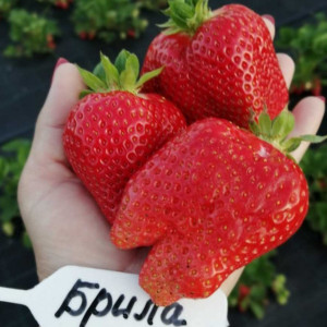 Брилла - клубника ранняя