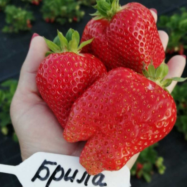 Брилла - клубника ранняя Брилла - клубника ранняя