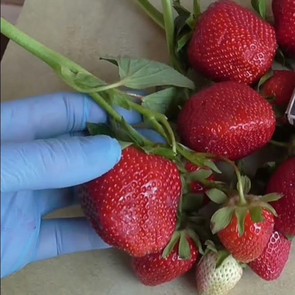 Клубника ранняя Твист Клубника ранняя Твист