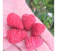 Малина ремонтантна Вайолет. 2 сорт