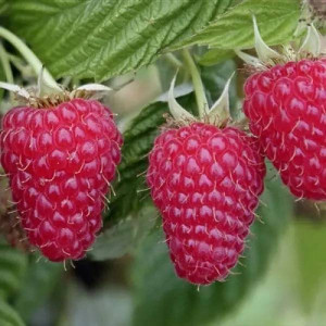 Малина ремонтантная Эрика