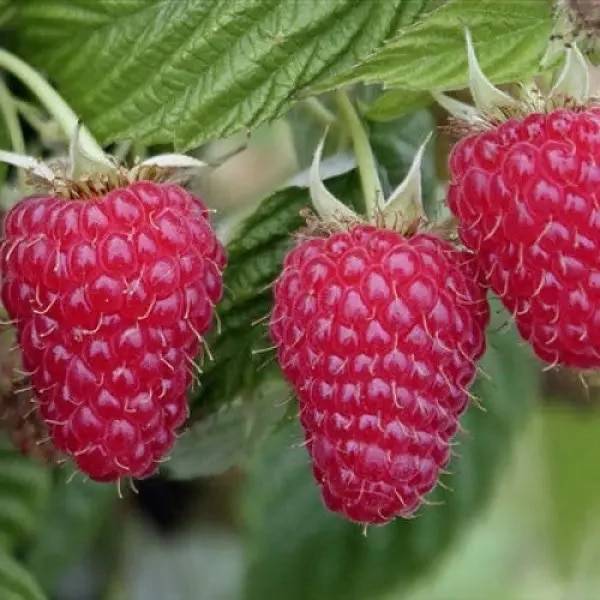 Малина ремонтантная Эрика