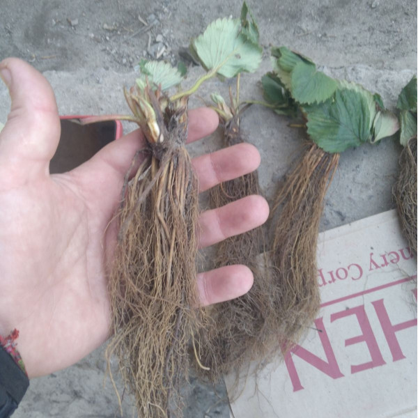 Рассада клубники ранней, средней, поздней и ремонтантной