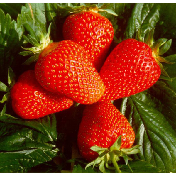 Рассада клубники ранней, средней, поздней и ремонтантной