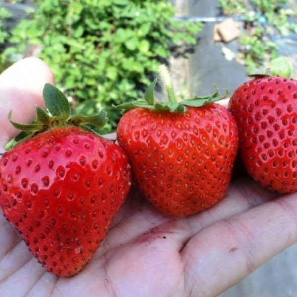 Рассада клубники ранней, средней, поздней и ремонтантной