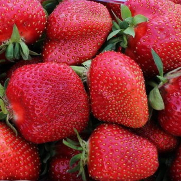 Рассада клубники ранней, средней, поздней и ремонтантной