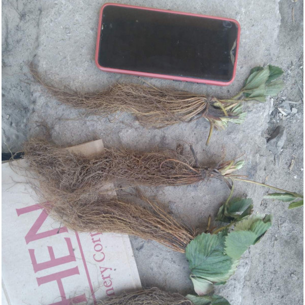 Рассада клубники ранней, средней, поздней и ремонтантной