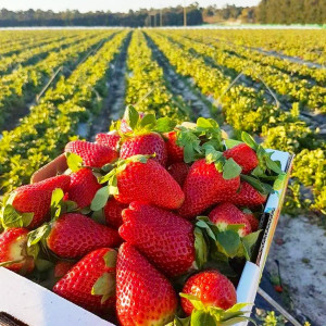 Клубника ультраранняя Франческа