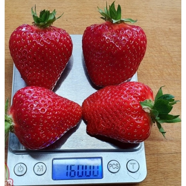 Полуниця рання Олімпія