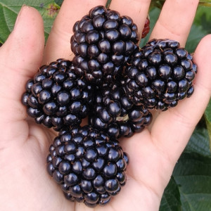 Ежевика ранняя Аропахо