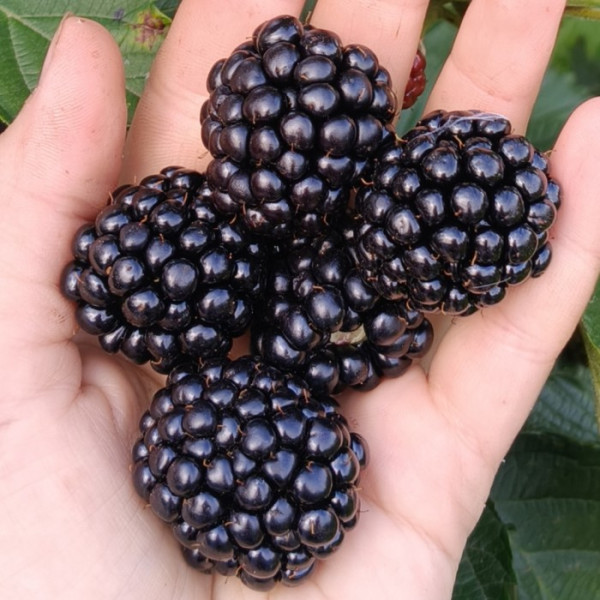 Ежевика ранняя Аропахо