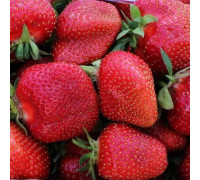 Клубника поздняя Летиция. Кассетная рассада