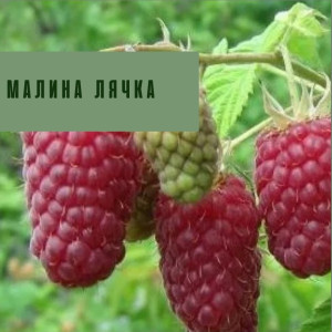 Ляшка - малина рання