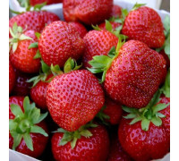 Клубника Мармелада средний срок созревания