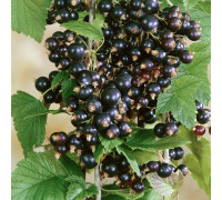 Рубен - смородина чорна середня