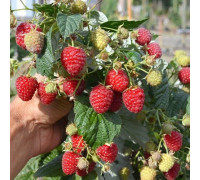 Химбо Топ - ремонтантная малина